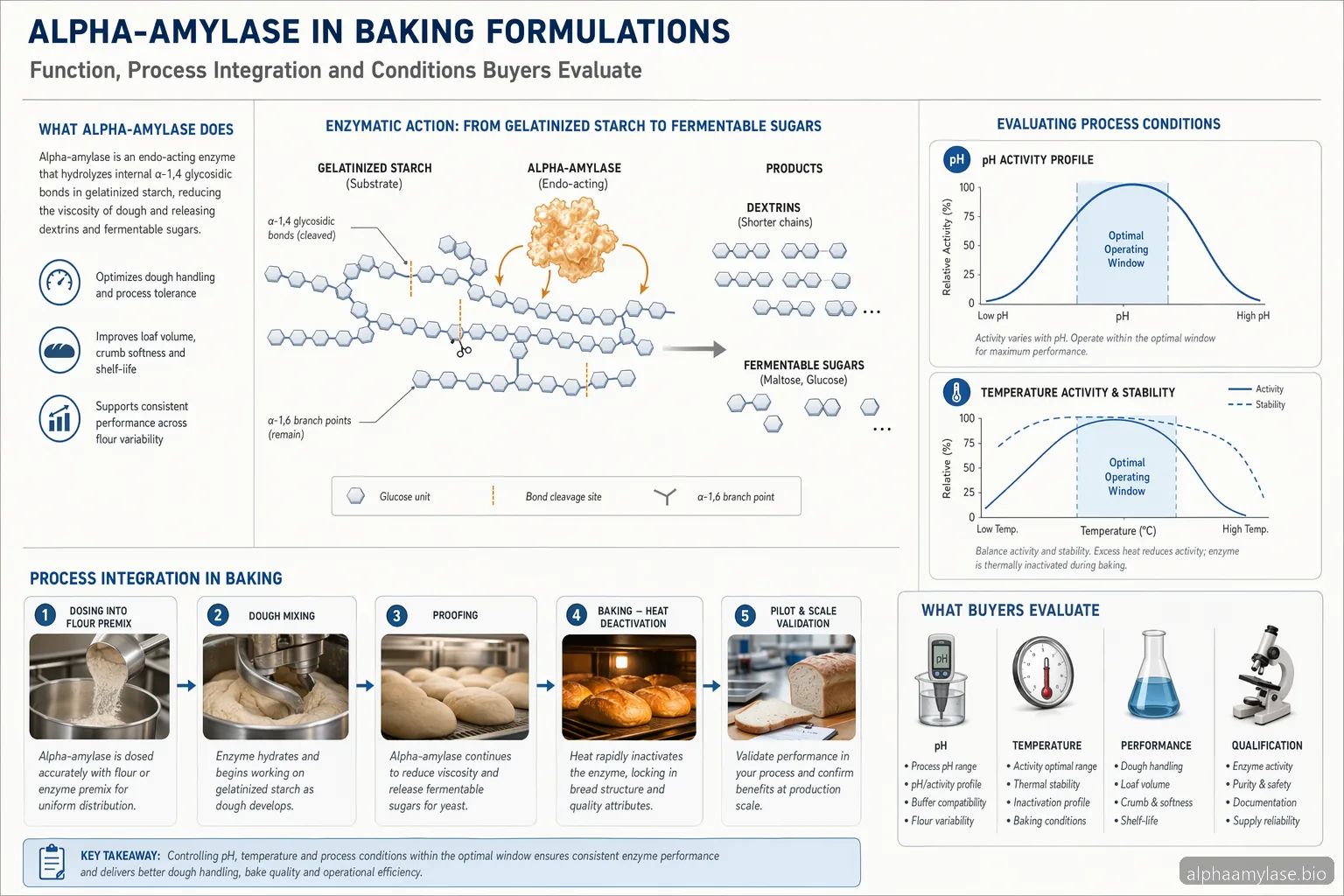 Alpha Amylase Enzyme Suppliers: How to Use Alpha-Amylase in Baking Formulations — process diagram