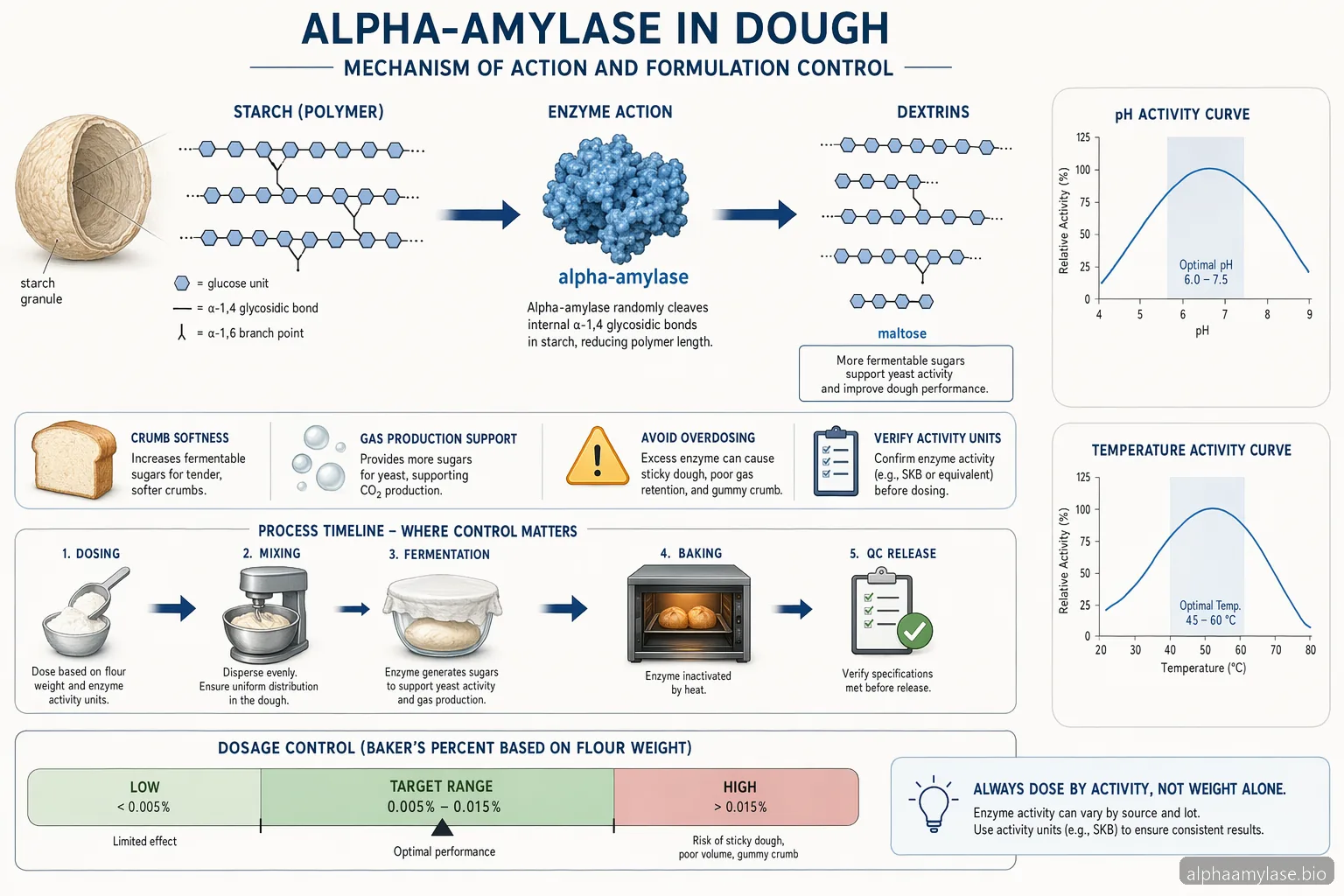 Alpha Amylase Maxilase: How to Use Alpha-Amylase in Baking Formulations — process diagram